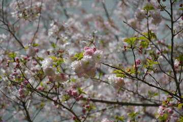 branches of white pink sakura flowers blossoms in sunny day in the park