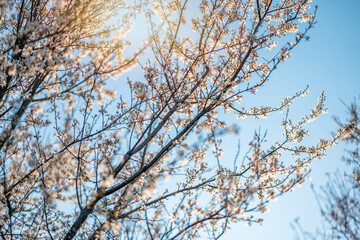 Beautiful spring nature background. Blossoming apricot tree, blue sky and sunshine