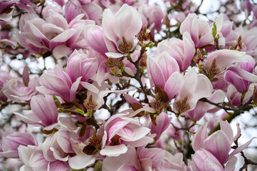 Magnolien