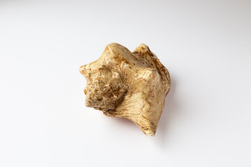 Seashell isolated on a white background