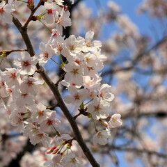 cherry blossom