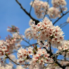 cherry blossom