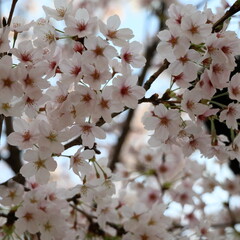 cherry blossom