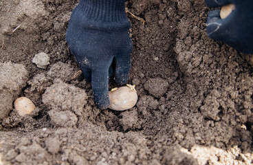 Men's hands plant potato tubers in the ground. Early spring preparation for the garden season. Growing organic vegetables.