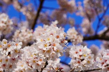 満開の桜