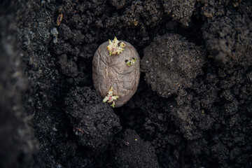 Potato tubers are lying on the ground. Early spring preparation for the garden season. Potatoes with a sprout in the garden on the bed. Growing organic vegetables.