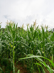 Obraz premium Cornfield on a sunny afternoon