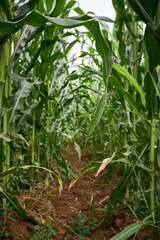 Cornfield on a sunny afternoon