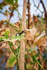 close-up of a wild animal pest perched on a cucumber garden
