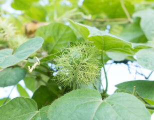 Stinking passionflower is a climbing vine with an unpleasant smell and flowers that resemble those...