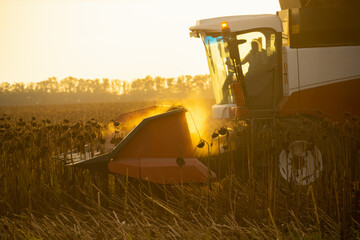 Combine harvester harvesting ripe sunflower at sunset