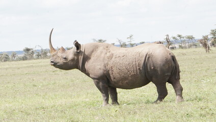 A black rhino in the park.
