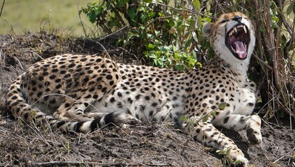  A cheetah yawns wide