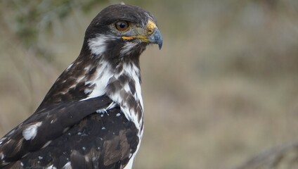 A close up of a jevenile fish eagle.