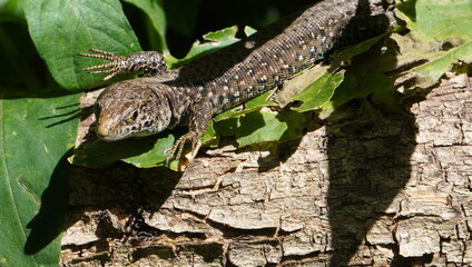 A close up of a lizard claws