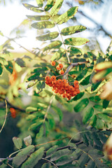 Cluster of ripening rowan berries, nature bokeh. High quality photo