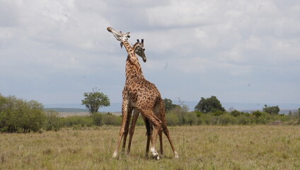 A neck knot made by fighting giraffes