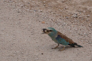 A roller with an insect in the beak.