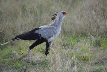A secretary bird in the grass.