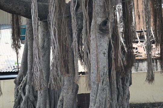 close up of banyan tree in sangli district in southern Maharashtra