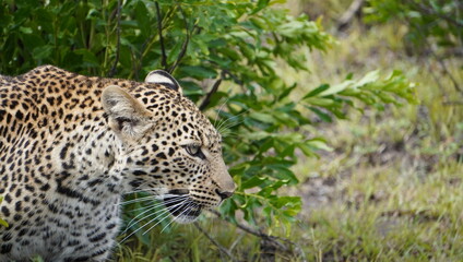 Fototapeta na wymiar Close up of the face of a leopard.