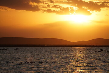 Flamingos at a lake during sunset.