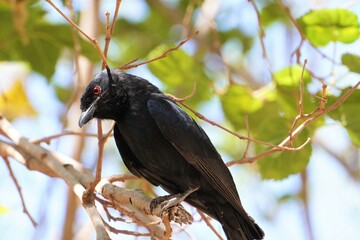 fork tailed drongo with red eyes.