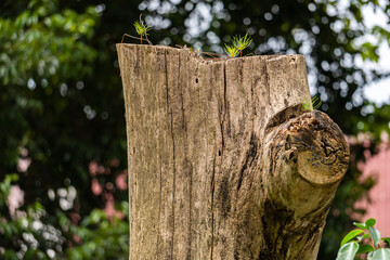 broken tree trunk in the forest