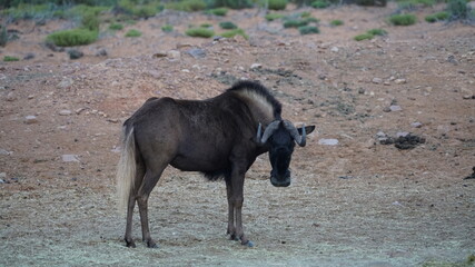 ein schwarzer, südafrikanischer Büffel steht in einer kargen Landschaft und schaut in die Kamera