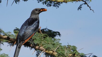 Red winged starling with fruits in her heak