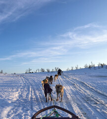 Norway - Tromso - Husky Dog Sledding