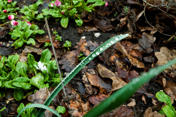 rain drops on green spring grass