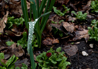 rain drops on the grass