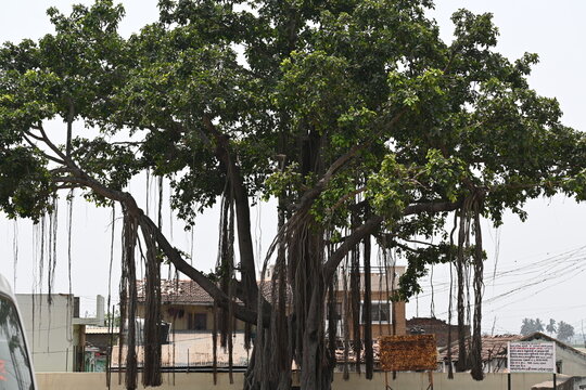 close up of banyan tree in sangli district in southern Maharashtra
