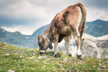 A cow eats grass in the mountains