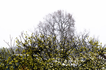 Baumkrone im Frühling mit Schnee