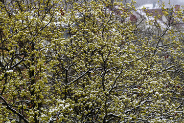 Baumkrone im Frühling mit Schnee