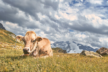 A cow in a pasture in the Swiss Alps