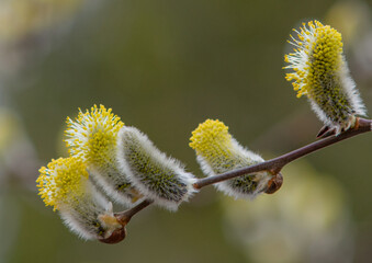 Blooming Easter willow. palm branch symbol for the holiday before Easter. spring season. cross, symbol of the Christian religion. soft focus. art noise