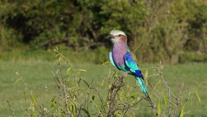 A lilac breasted roller close up