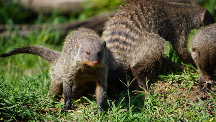 Banded mongoose looking at the camera.