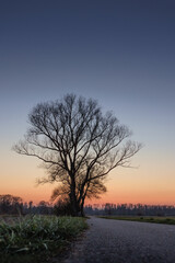 Fototapeta na wymiar Silhouette eines Baumes bei Sonnenuntergang
