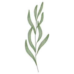 Fototapeta premium Leaves Watercolor, Aesthetic Handdrawn Leaf