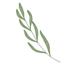 Fototapeta premium Leaves Watercolor, Aesthetic Handdrawn Leaf