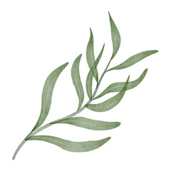 Leaves Watercolor, Aesthetic Handdrawn Leaf