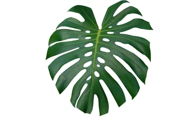 Fototapete Monstera Beautiful pattern Monstera Big Leaf botanic freshness plant on isolate background