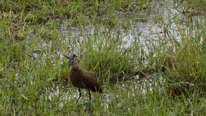  hammerkop bird choking on a large frog.