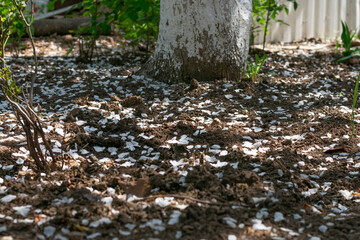 A lot of apple tree flowers petals on the ground fell down. End of blossoming fruit trees in garden in spring time. Cultivation and harvesting