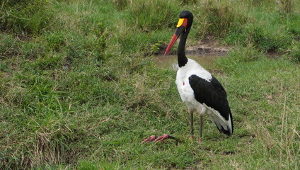 saddle billed stork kneeling down.