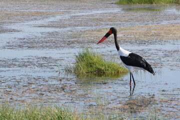 saddle billed stork in a swamp
